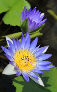 Blue Lotus: Bunga Misteri Mesir Purba yang Dipercayai Memberi Ketenangan Semula Jadi